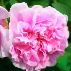 Gammaldags Ros 'Therese Bugnet' Barrotad>Omnia garden Best