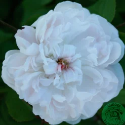 Gammaldags Ros 'White Jacques Cartier' Barrotad>Omnia garden New