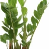 Garderobsblomma Zamiakalla lat. Zamioculcas zamiifolia i 14cm kruka>Mäster Grön Outlet