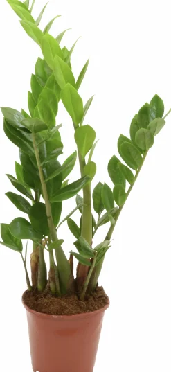 Garderobsblomma Zamiakalla lat. Zamioculcas zamiifolia i 17cm kruka>Mäster Grön Sale