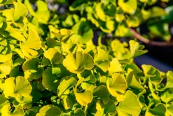 Ginkgo 'Mariken'>Omnia garden New