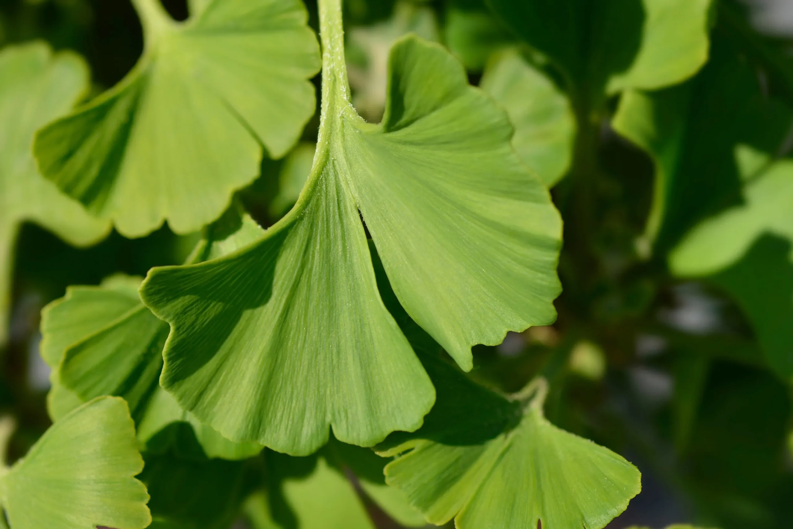 Ginkgo 'Mariken'>Omnia garden New