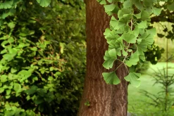Ginkgo Tempelträd Krukodlad><noscript><img width=