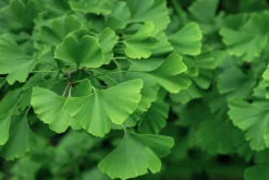 Ginkgo Tempelträd Krukodlad><noscript><img width=