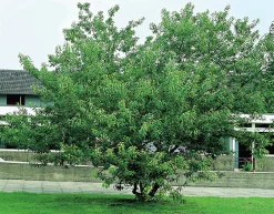Ginnalalönn Krukodlad>Omnia garden Outlet