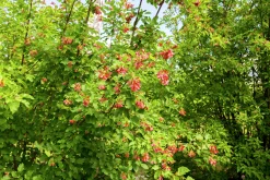 Ginnalalönn Krukodlad>Omnia garden Outlet