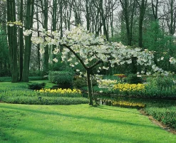 Glanskörsbär>Omnia garden New