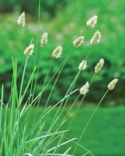 Glansälväxing>Omnia garden Discount