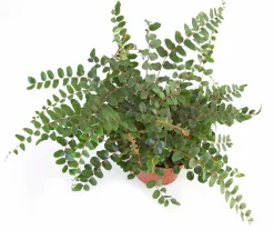Gröna Krukväxter Mix i 12cm kruka>Mäster Grön New