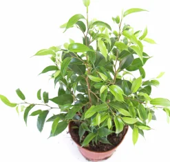 Gröna Krukväxter Mix i 12cm kruka><noscript><img width=