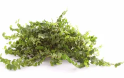 Gröna Krukväxter Mix i 12cm kruka><noscript><img width=