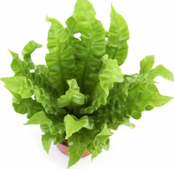 Gröna Krukväxter Mix i 17cm kruka><noscript><img width=