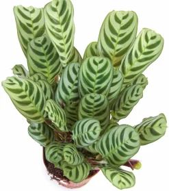 Gröna Krukväxter Mix i 17cm kruka><noscript><img width=