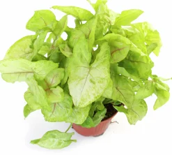 Gröna Krukväxter Mix i 17cm kruka><noscript><img width=