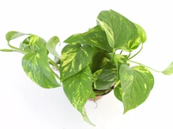 Gröna Krukväxter Mix i 17cm kruka><noscript><img width=