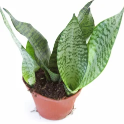 Gröna Krukväxter Mix i 17cm kruka><noscript><img width=