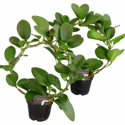 Gröna Krukväxter På Båge Mix i 11cm kruka>Mäster Grön Hot