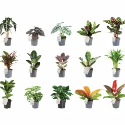 Gröna växter Mix Easy Care 11 cm><noscript><img width=