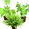 Grönväxter lat. Syngonium 'Pixie' Mix>Mäster Grön Outlet
