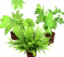 Grönväxter lat. Syngonium 'Pixie' Mix>Mäster Grön Outlet