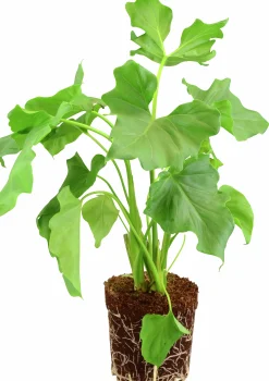 Grönväxter lat. Syngonium 'Pixie' Mix><noscript><img width=