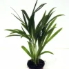 Guldpalm lat. Dypsis lutescens 24cm>Mäster Grön Hot