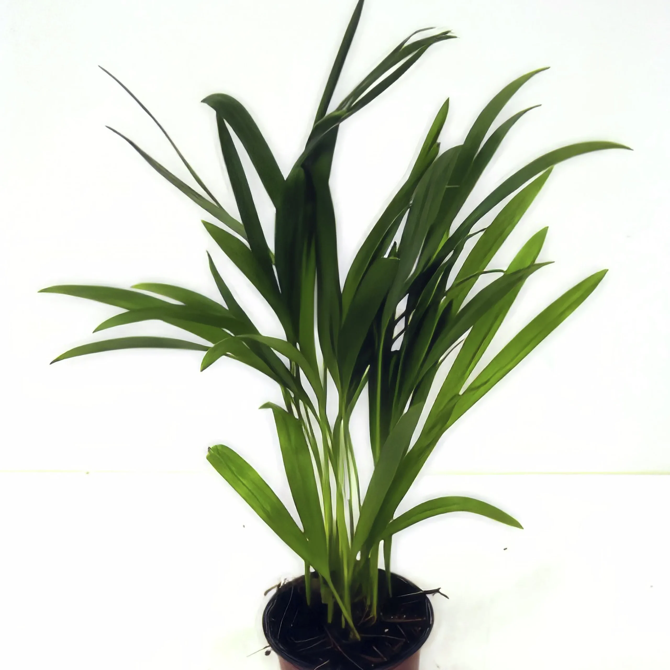 Guldpalm lat. Dypsis lutescens 24cm>Mäster Grön Hot