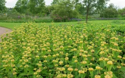 Lejonsvans>Omnia garden Outlet
