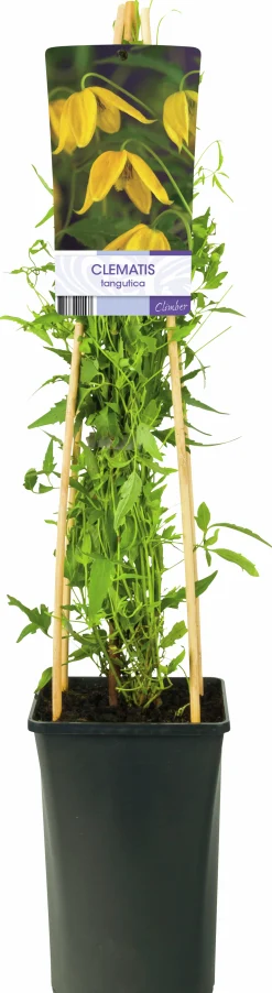 lklematis Tangutica>Omnia garden Outlet