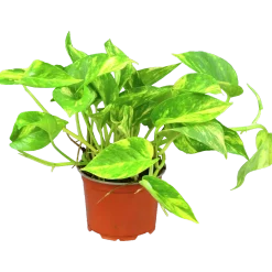 Gullranka lat. Epipremnum aureum Mix>Mäster Grön Outlet