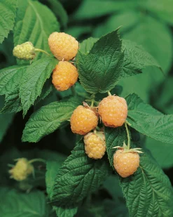 t Hösthallon 'Allgold'>Omnia garden