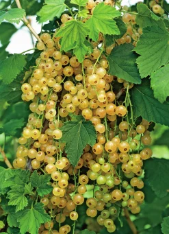a vinbär 'Holländska'>Omnia garden Online