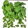 Gurka Ampel lat. Cucumis sativus>Mäster Grön Outlet