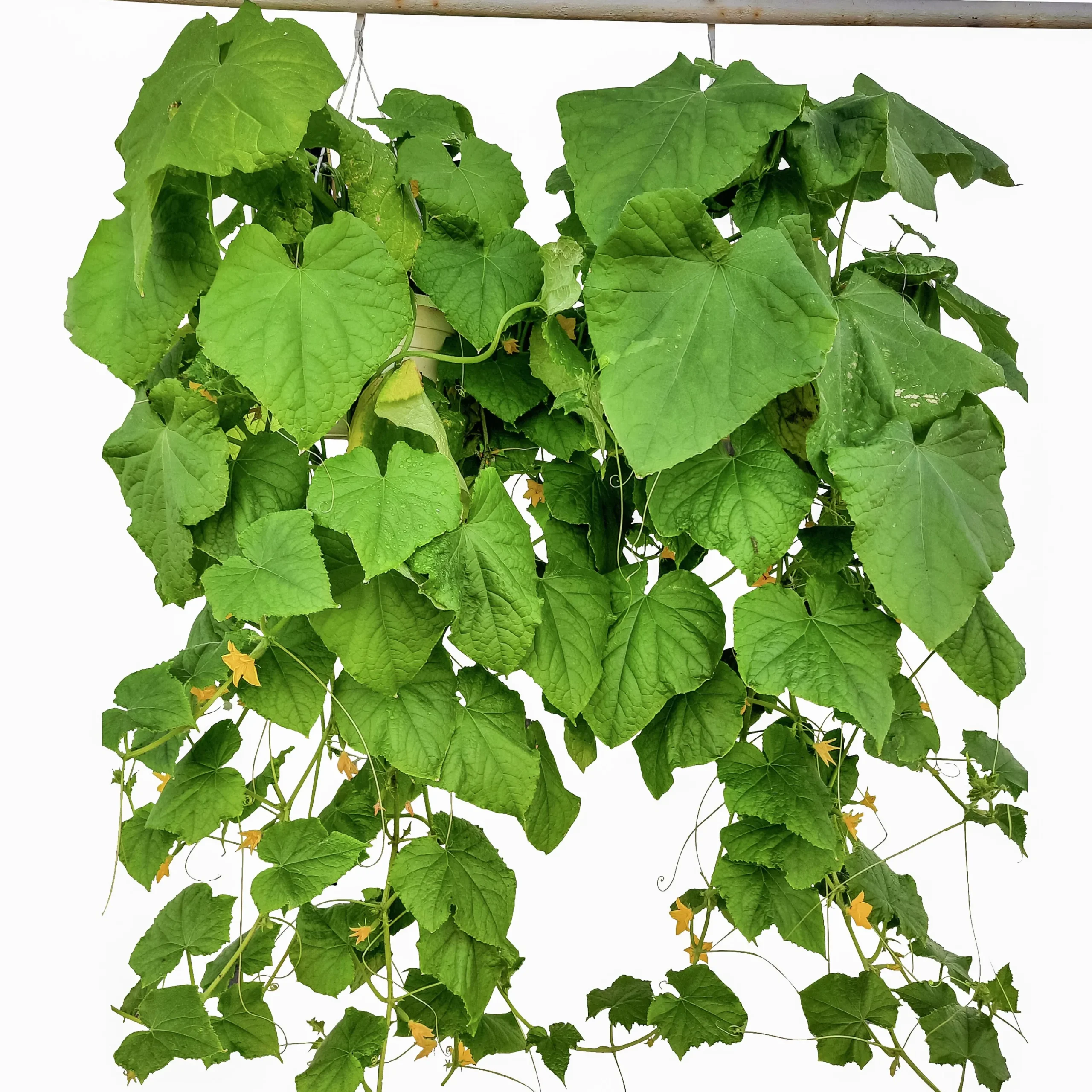 Gurka Ampel lat. Cucumis sativus>Mäster Grön Outlet
