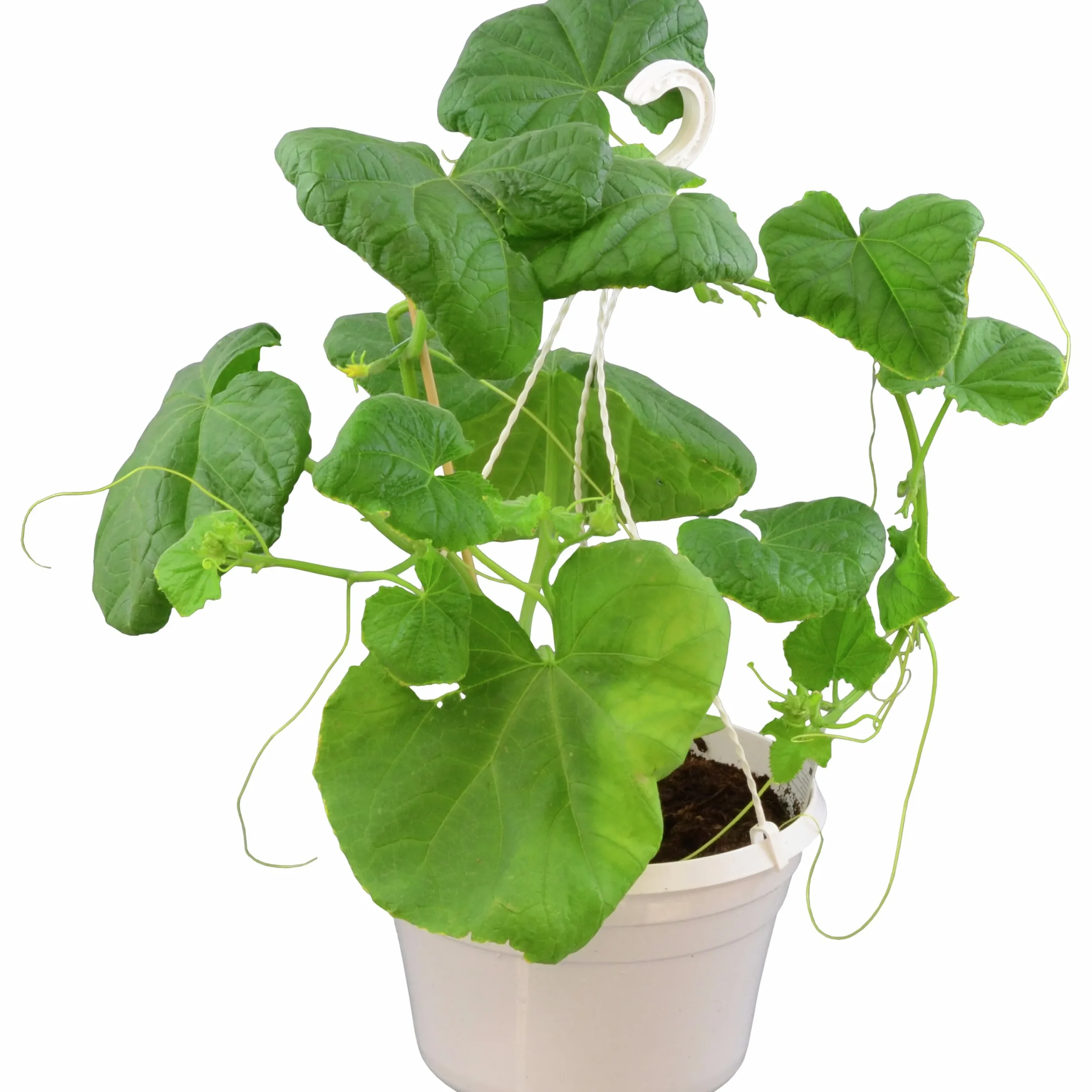 Gurka Ampel lat. Cucumis sativus>Mäster Grön Outlet