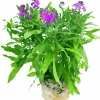 Gyllenlack lat. Erysimum cheiri>Mäster Grön Best