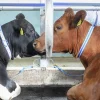 Halsrem för ko 110cm>DeLaval Sale