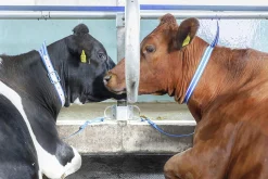 Halsrem för ko 110cm>DeLaval Sale
