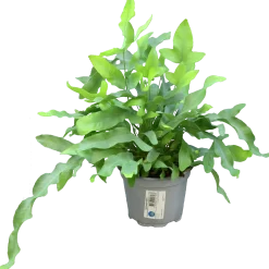 Hartassbräken lat. Phlebodium aureum>Mäster Grön Sale