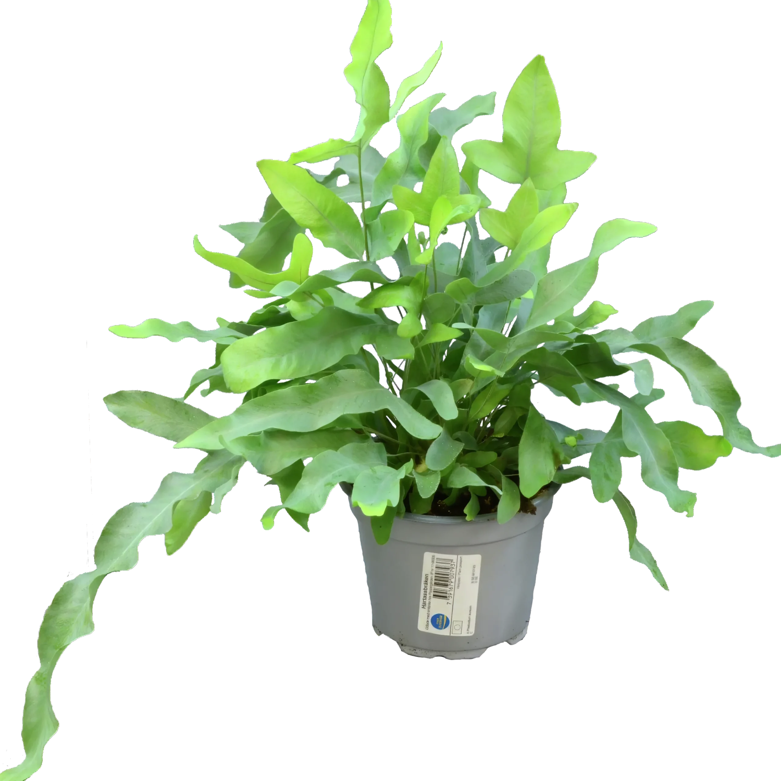 Hartassbräken lat. Phlebodium aureum>Mäster Grön Sale