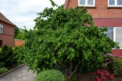 Hassel Krukodlad ca lev.höjd 150-200cm>Omnia garden Online