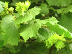 Hassel Krukodlad ca lev.höjd 150-200cm><noscript><img width=