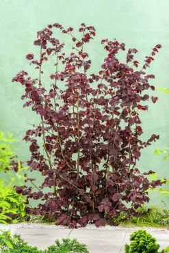 Hasselnöt 'Rote Zellernuss'>Omnia garden Online