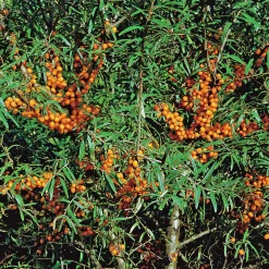 Havtorn 'Julia' Honplanta>Omnia garden Hot