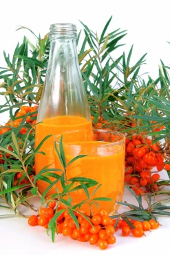 Havtornspaketet 'Trädgårdens vitaminförråd'>Omnia garden Clearance