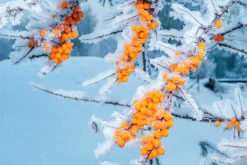 Havtornspaketet 'Trädgårdens vitaminförråd'><noscript><img width=