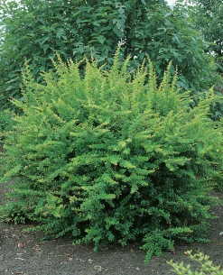 Häckberberis Krukodlad><noscript><img width=
