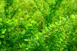 Häckberberis Krukodlad><noscript><img width=