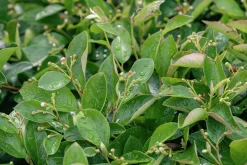 Häckoxbär Barrotad>Omnia garden Sale