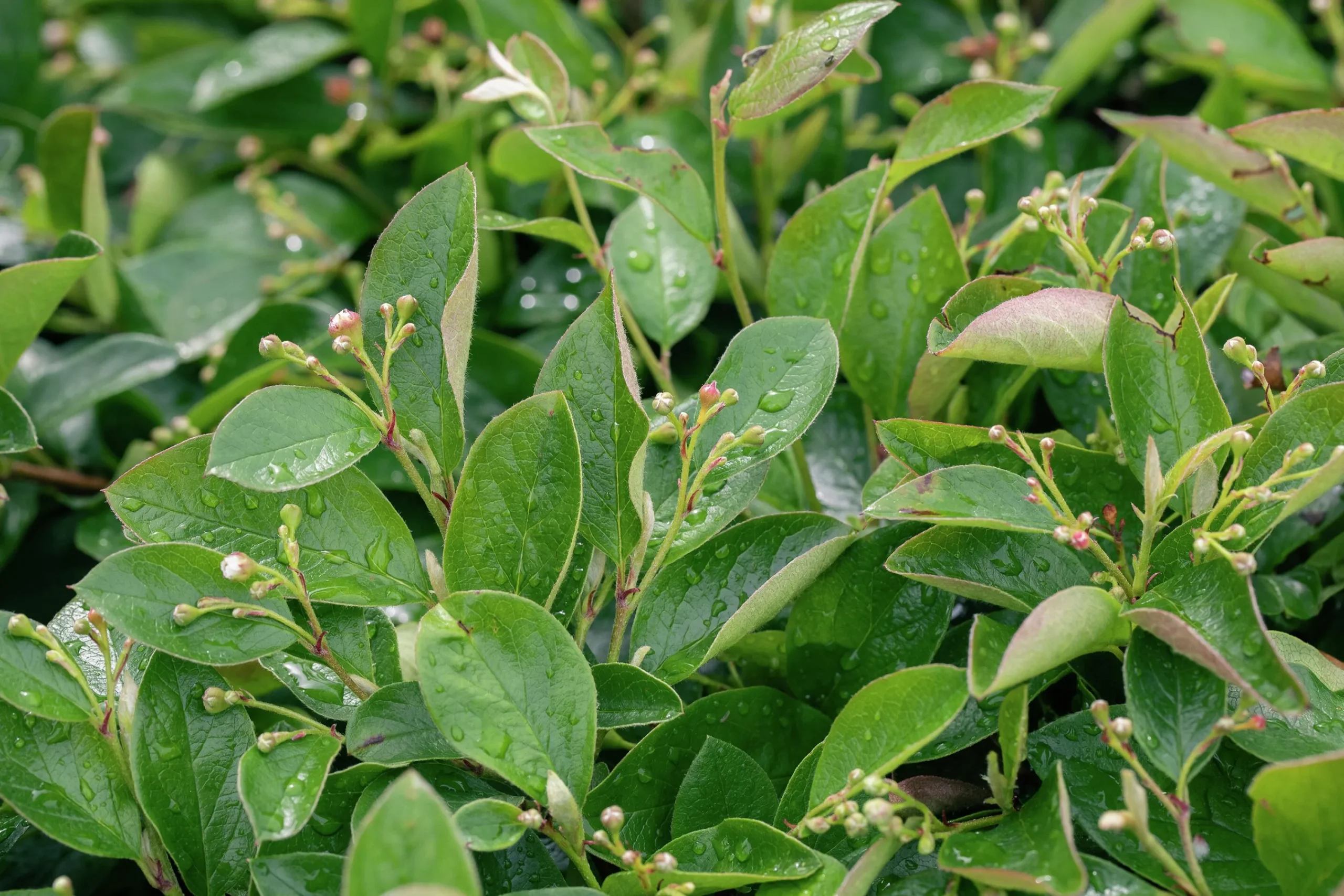 Häckoxbär Barrotad>Omnia garden Sale